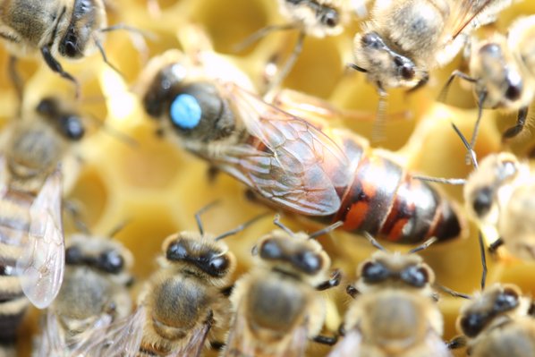 vækst Sammenlignelig Sygdom Parrede dronninger | Fredelige bier
